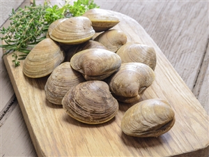 Littleneck Clams from our Online Fresh Shellfish Market