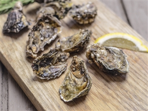 Wianno Oysters from our Online Fresh Shellfish Market